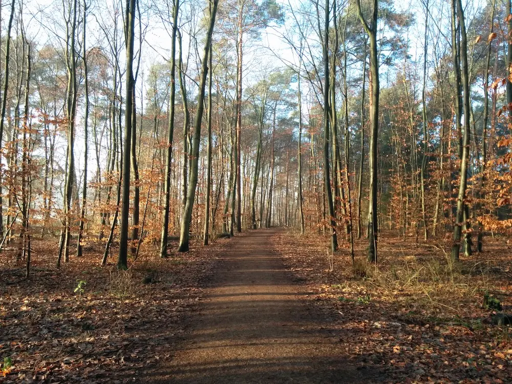Köln auf Zeit – Wald bei Refrath nahe des Apartment Refrath